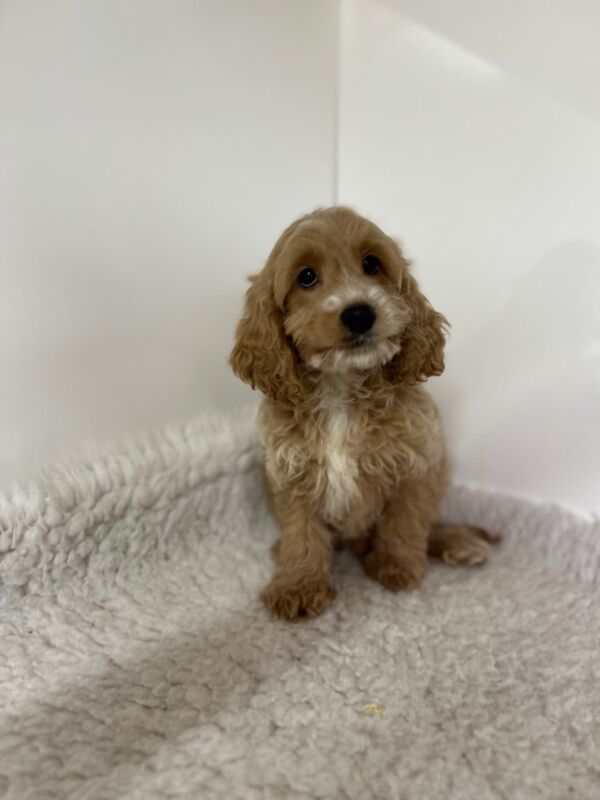 Cockapoo puppies for sale in Wisbech, Cambridgeshire – 12 weeks old - Image 3 of 5