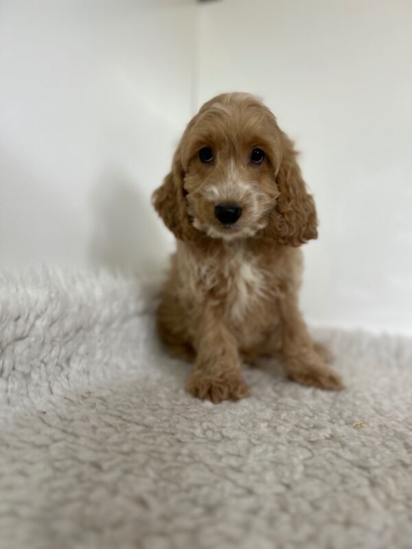 Cockapoo puppies for sale in Wisbech, Cambridgeshire – 12 weeks old - Image 4 of 5