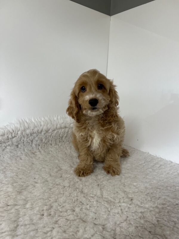 Cockapoo puppies for sale in Wisbech, Cambridgeshire – 12 weeks old - Image 5 of 5