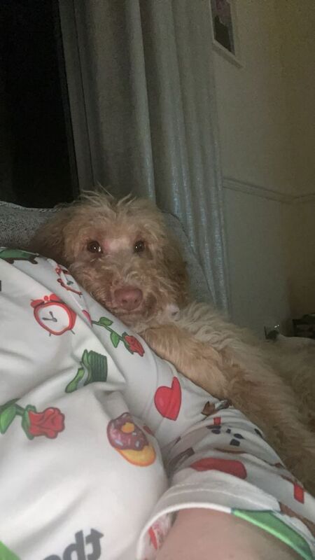 Cockapoo puppies for sale in Crook, Durham – 5 months old