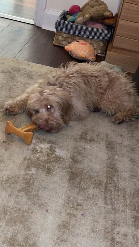 Cockapoo puppies for sale in Crook, Durham – 6 months old - Image 2 of 4