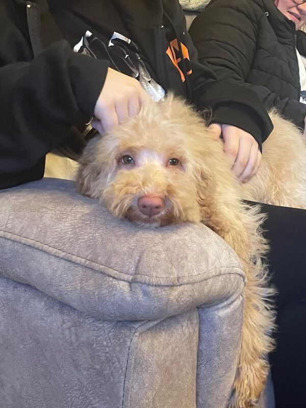 Cockapoo puppies for sale in Crook, Durham – 6 months old - Image 3 of 4