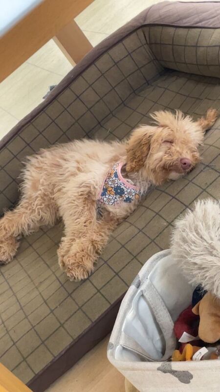 Cockapoo puppies for sale in Crook, Durham – 6 months old - Image 4 of 4