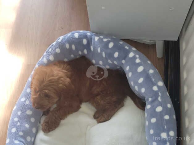 Cockapoo puppies for sale in Colindale, Greater London – 1 year old - Image 2 of 3