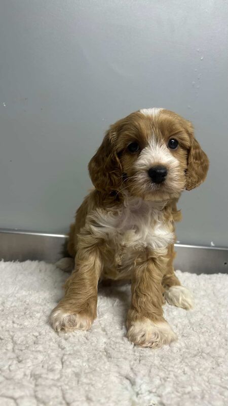 Cockapoo puppies for sale in Wisbech, Cambridgeshire – 9 weeks old