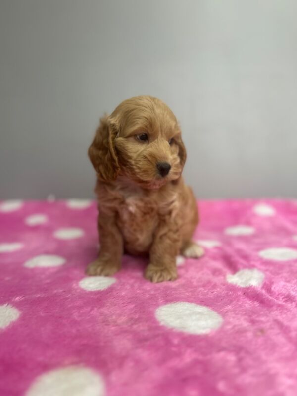 Cockapoo puppies for sale in Wisbech, Cambridgeshire – 7 weeks old - Image 3 of 6