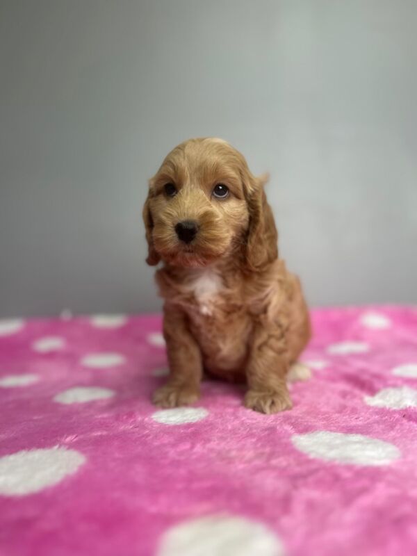 Cockapoo puppies for sale in Wisbech, Cambridgeshire – 7 weeks old - Image 4 of 6