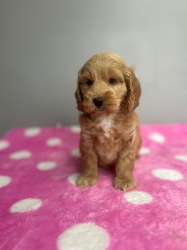 Cockapoo puppies for sale in Wisbech, Cambridgeshire – 7 weeks old - Image 5 of 6