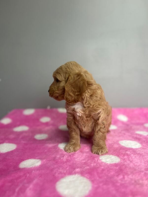 Cockapoo puppies for sale in Wisbech, Cambridgeshire – 7 weeks old - Image 6 of 6