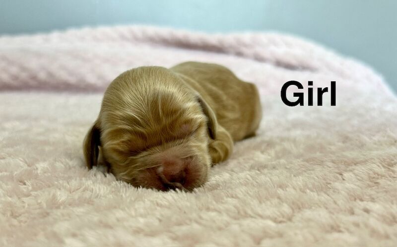 Apricot cockapoo girls ready to leave us from 1st June - Image 2 of 4