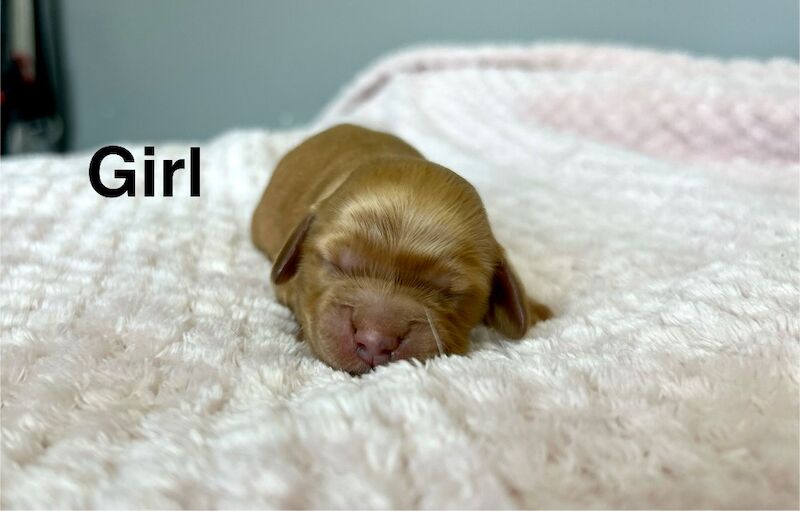 Apricot cockapoo girls ready to leave us from 1st June - Image 3 of 4