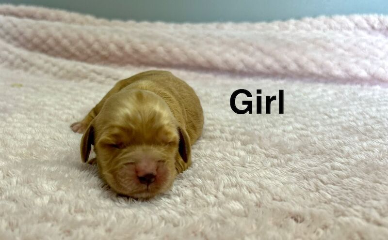 Apricot cockapoo girls ready to leave us from 1st June - Image 4 of 4