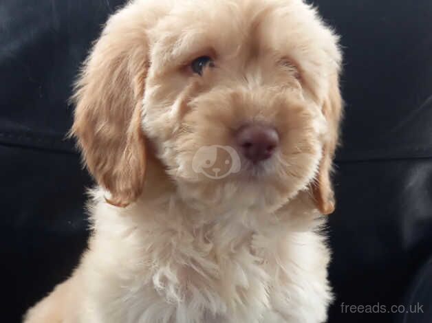 Cockapoo puppies for sale in Yeovil, Somerset – 1 year old - Image 2 of 4