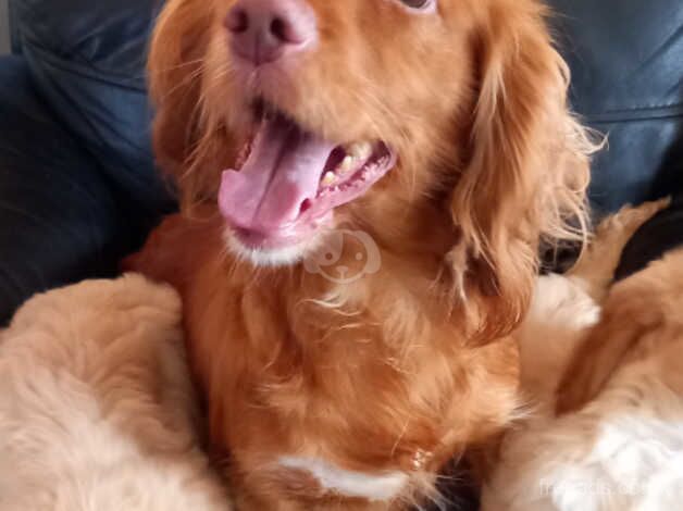 Cockapoo puppies for sale in Yeovil, Somerset – 1 year old - Image 4 of 4