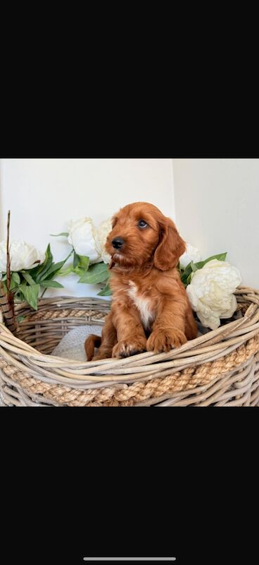 Cockapoo puppies for sale in Leicester, Leicestershire – 10 weeks old