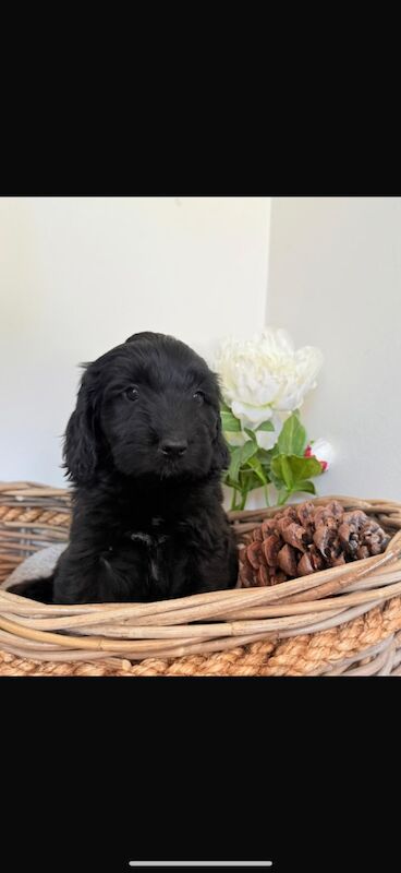 Cockapoo puppies for sale in Leicester, Leicestershire – 10 weeks old - Image 2 of 11