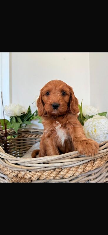 Cockapoo puppies for sale in Leicester, Leicestershire – 10 weeks old - Image 3 of 11