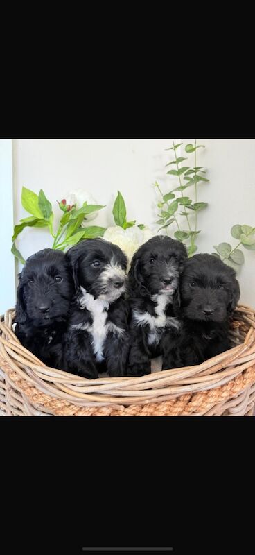 Cockapoo puppies for sale in Leicester, Leicestershire – 10 weeks old - Image 5 of 11