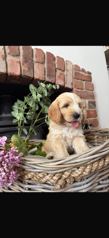 Cockapoo puppies for sale in Leicester, Leicestershire – 10 weeks old - Image 6 of 11