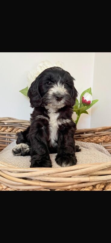 Cockapoo puppies for sale in Leicester, Leicestershire – 10 weeks old - Image 7 of 11