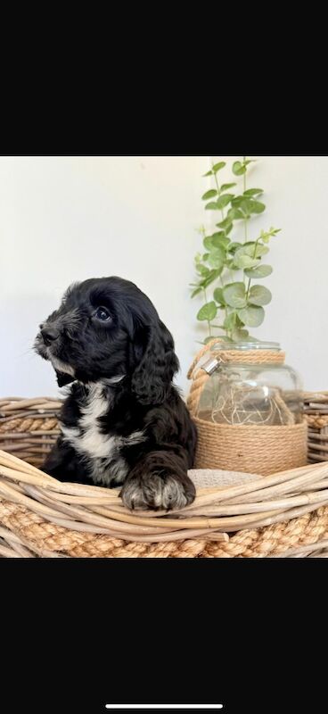 Cockapoo puppies for sale in Leicester, Leicestershire – 10 weeks old - Image 8 of 11