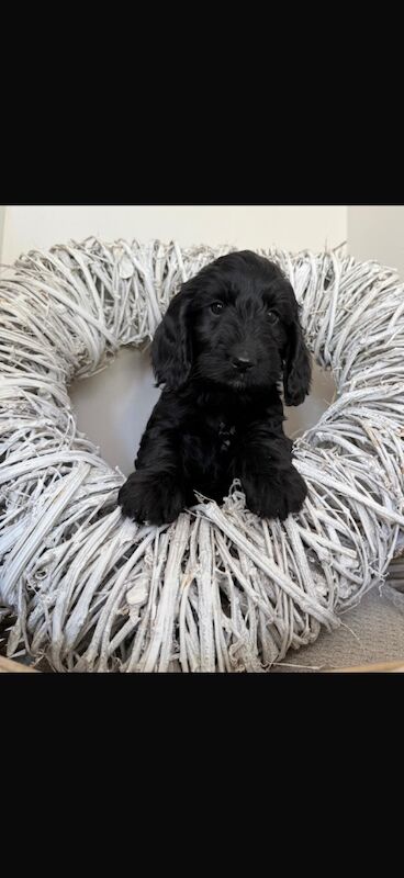 Cockapoo puppies for sale in Leicester, Leicestershire – 10 weeks old - Image 9 of 11