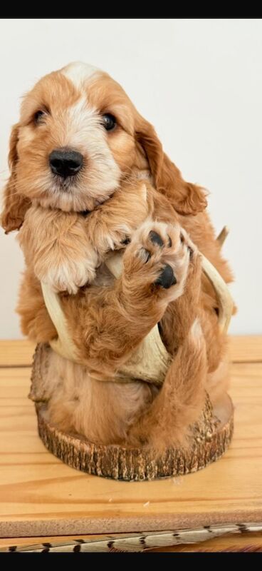 Cockapoo puppies for sale in Leicester, Leicestershire – 10 weeks old - Image 10 of 11