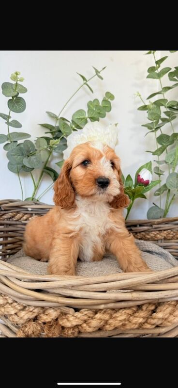Cockapoo puppies for sale in Leicester, Leicestershire – 10 weeks old - Image 11 of 11