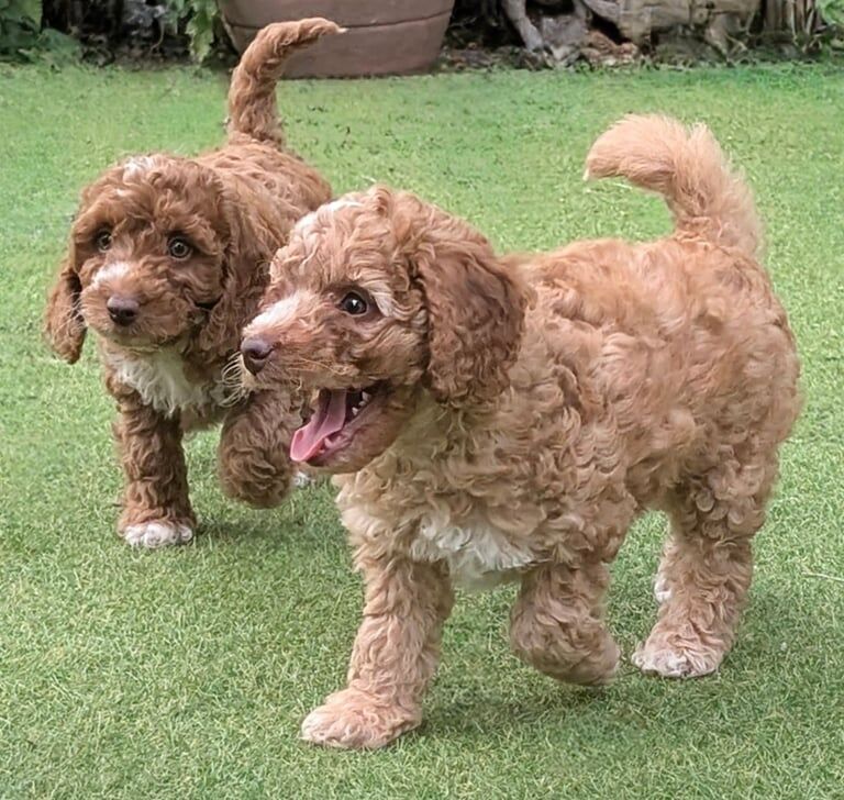 Cockapoo puppies for sale in Walsall, West Midlands – 10 weeks old