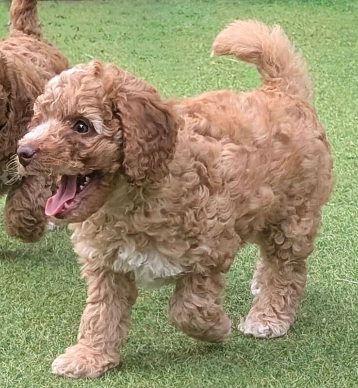 Cockapoo puppies for sale in Walsall, West Midlands – 10 weeks old - Image 2 of 3