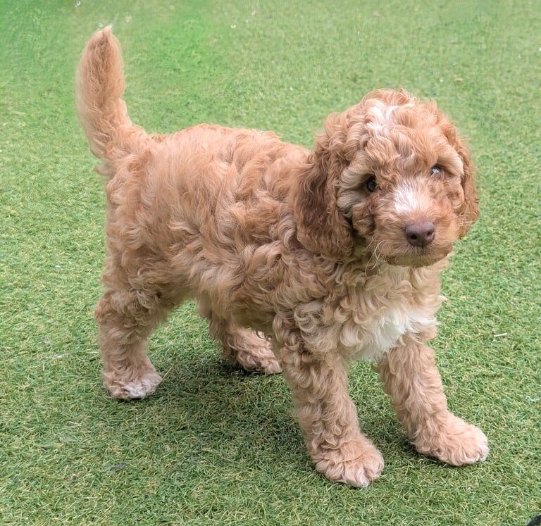Cockapoo puppies for sale in Walsall, West Midlands – 10 weeks old - Image 3 of 3