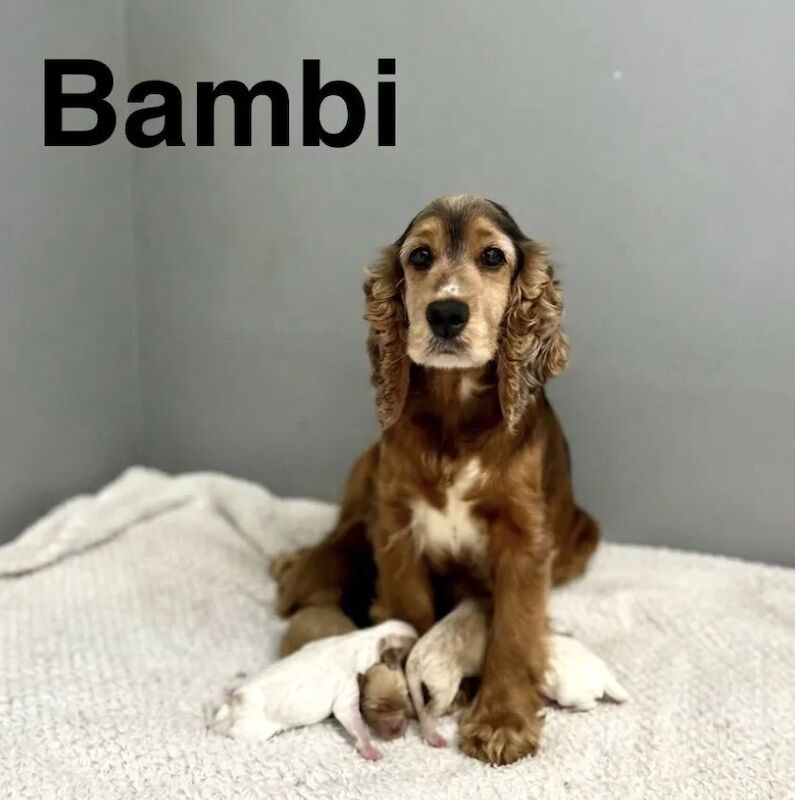 Bambi adorable litter of cockapoo 10weeks old 