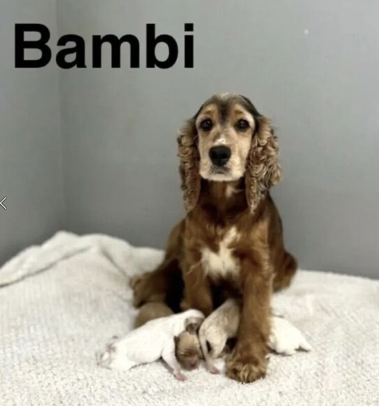 Bambi stunning litter of puppies 