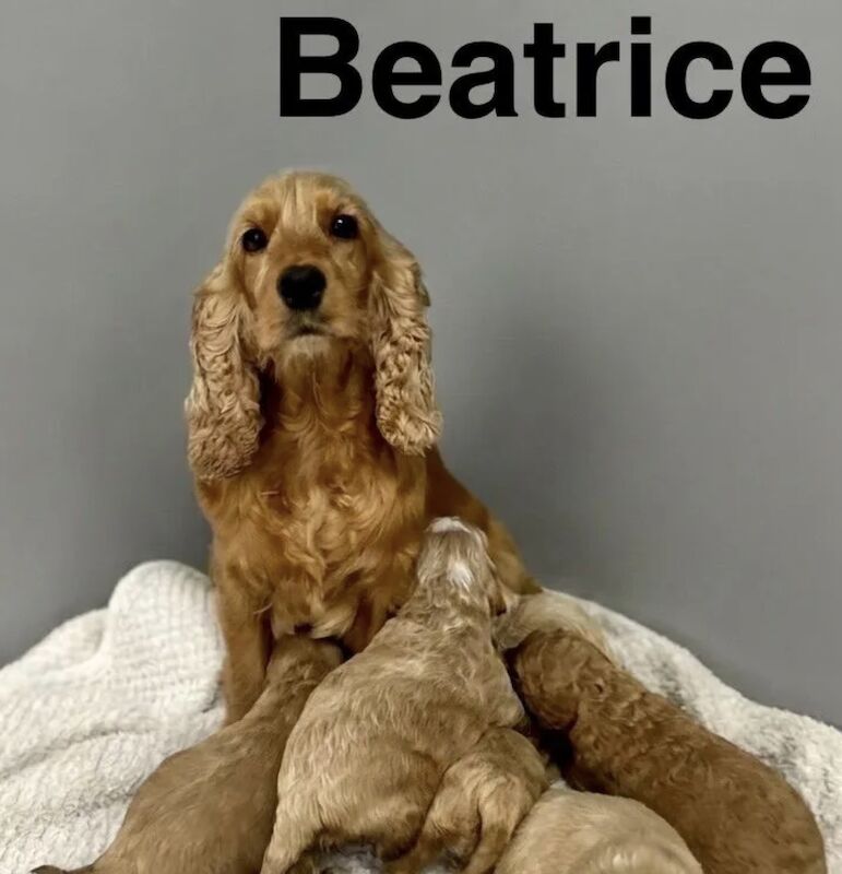 Beatrice has got some lovely puppies available