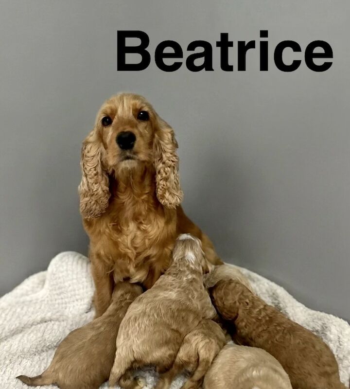 Beatrice lovely apricot girls and boys cockapoos