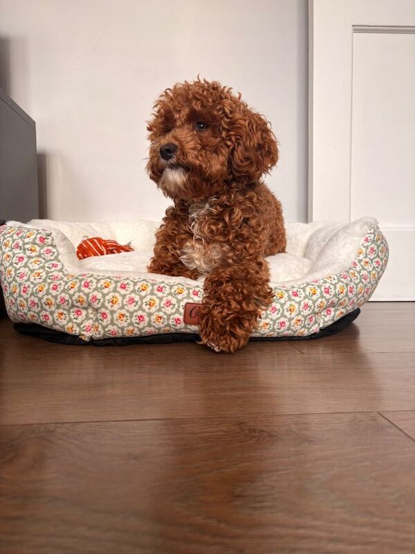 Cockapoo puppies for sale in Felixstowe, Suffolk – 11 months old - Image 3 of 3