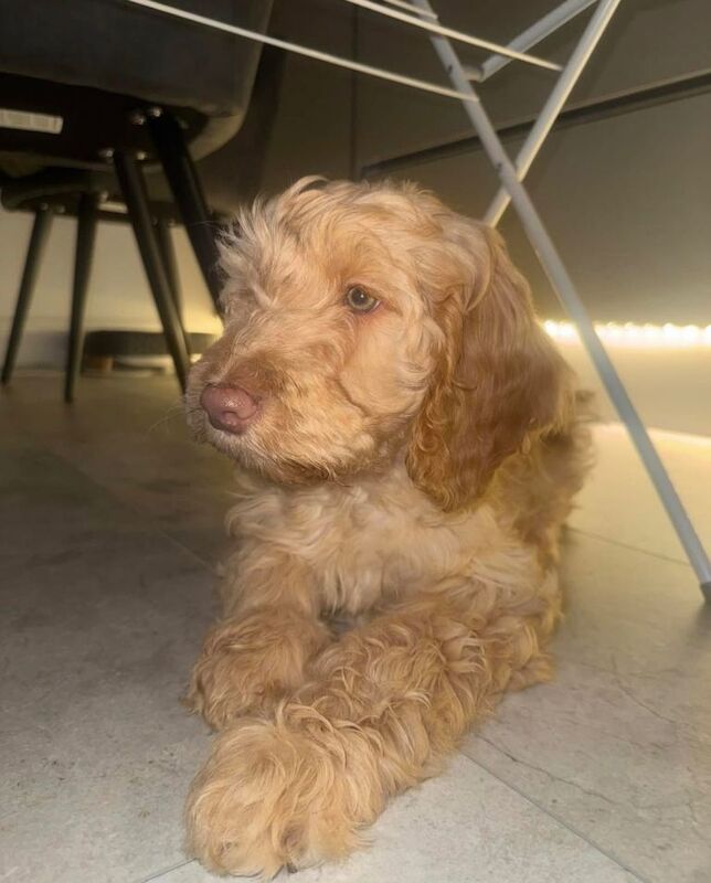 Apricot Cockapoo Puppies For Sale