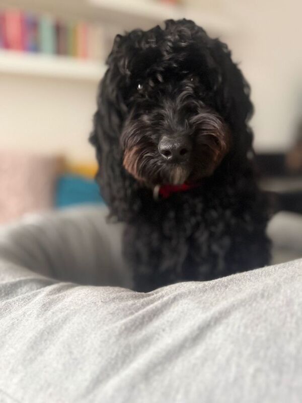 Cockapoo puppies for sale in Catford, Greater London – 1 year old
