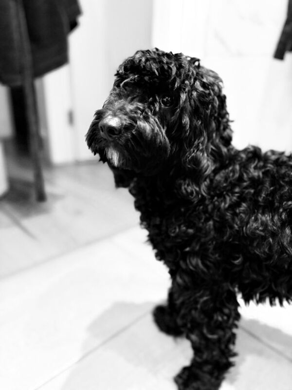 Cockapoo puppies for sale in Catford, London – 1 year old - Image 2 of 4