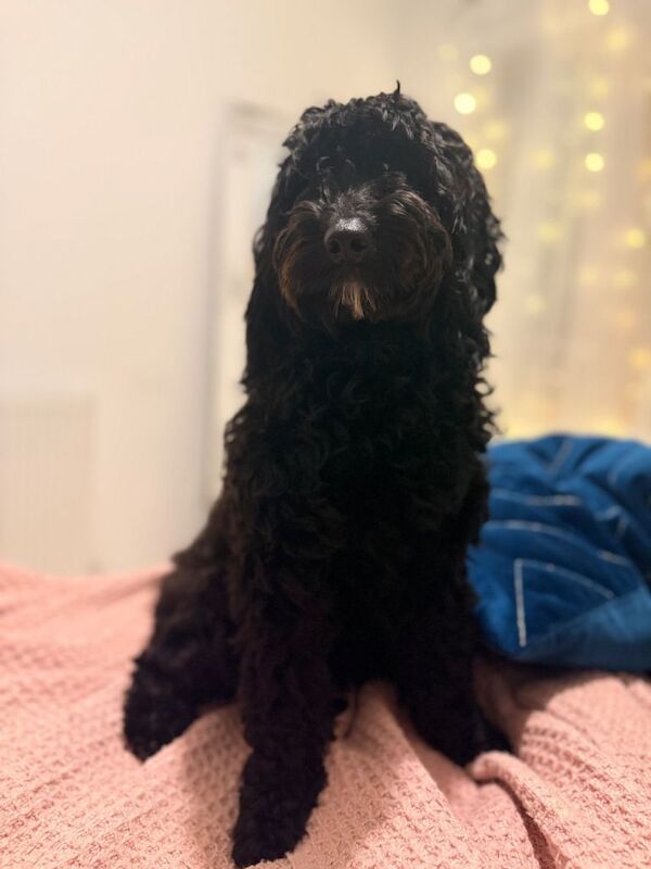 Cockapoo puppies for sale in Catford, London – 1 year old - Image 3 of 4
