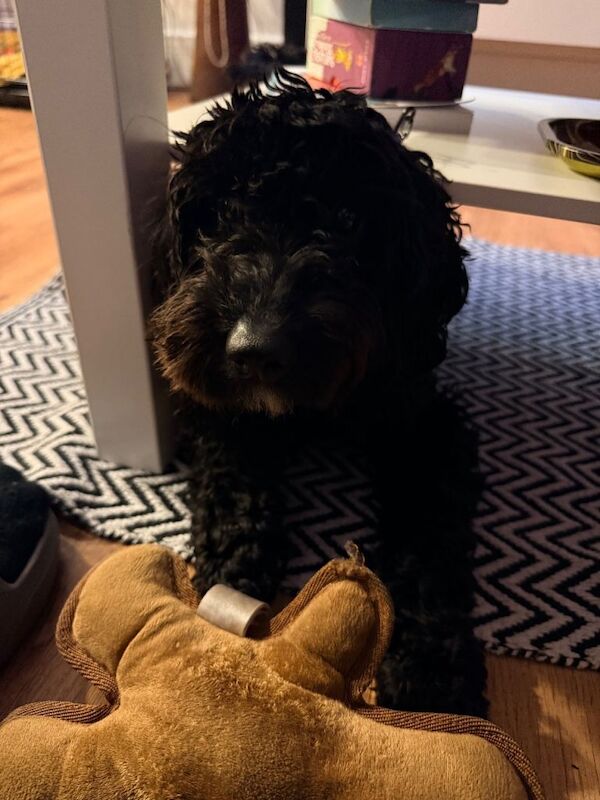 Cockapoo puppies for sale in Catford, London – 1 year old - Image 4 of 4