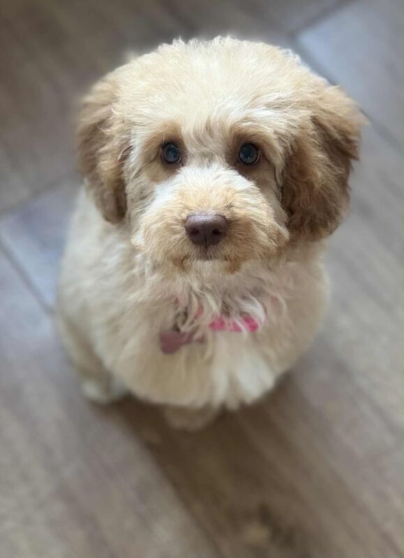 Cockapoo puppies for sale in Hythe, Hampshire – 6 months old