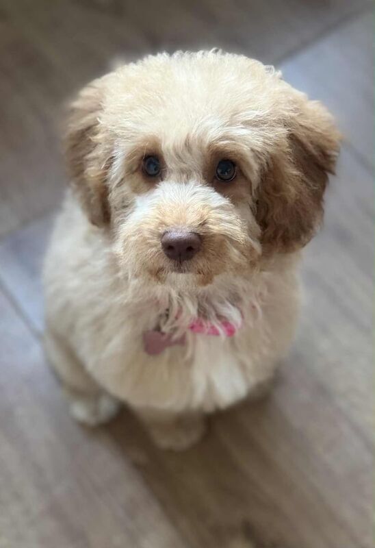 Cockapoo puppies for sale in Hythe, Hampshire – 6 months old - Image 2 of 2