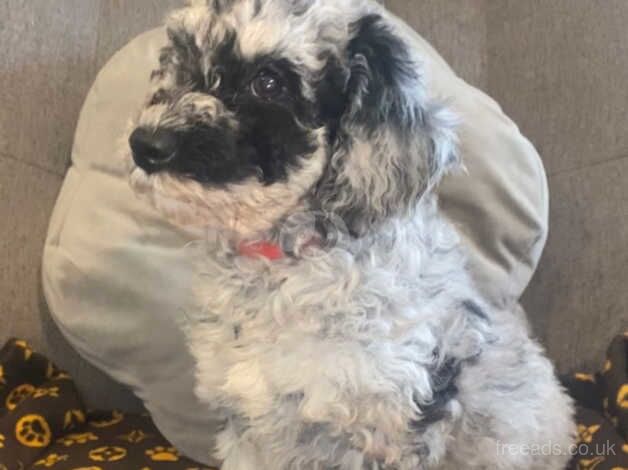 Cockapoo puppies for sale in Filey, North Yorkshire – 1 year old - Image 2 of 5