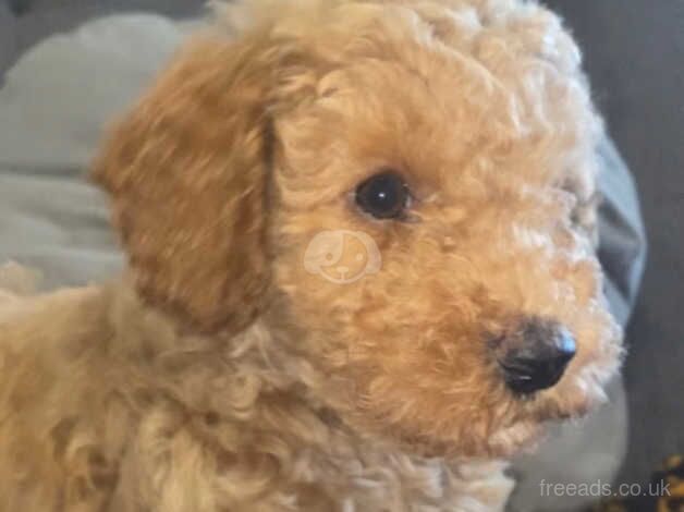 Cockapoo puppies for sale in Filey, North Yorkshire – 1 year old - Image 3 of 5
