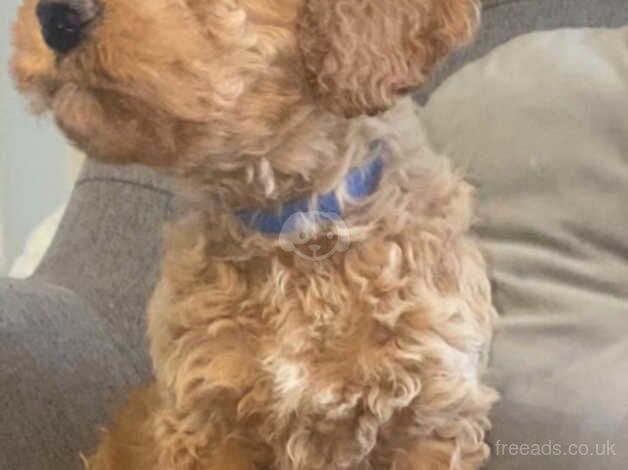 Cockapoo puppies for sale in Filey, North Yorkshire – 1 year old - Image 5 of 5