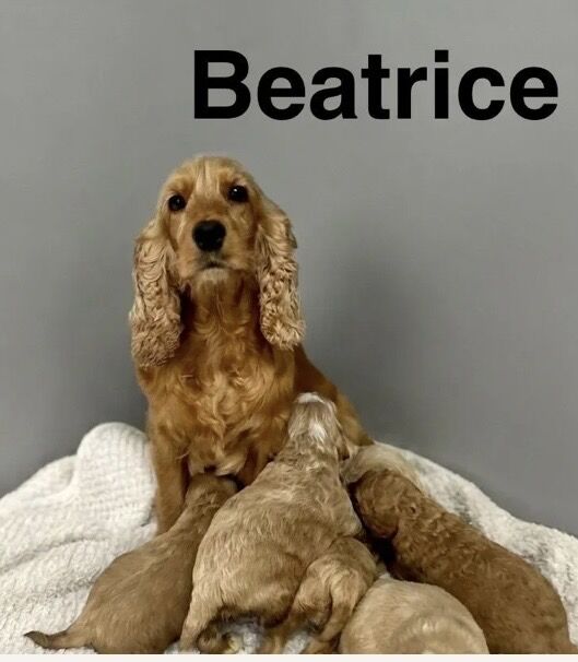 Beautiful apricot cockapoo girls and boys available 