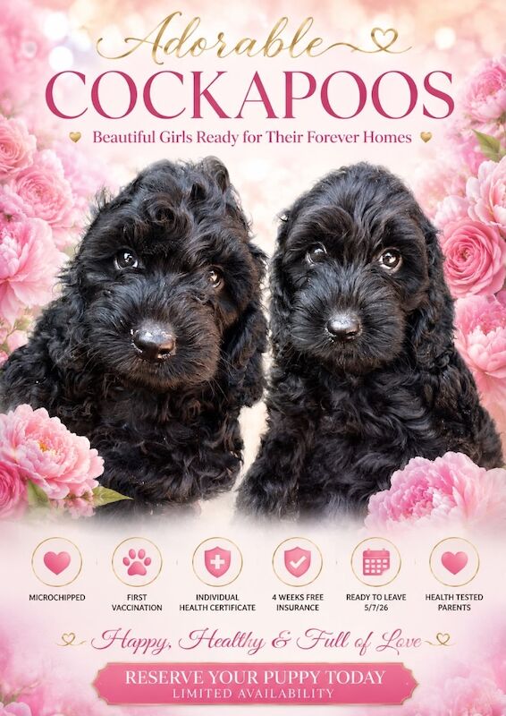 Beautiful black cockapoo puppies &pound;1250