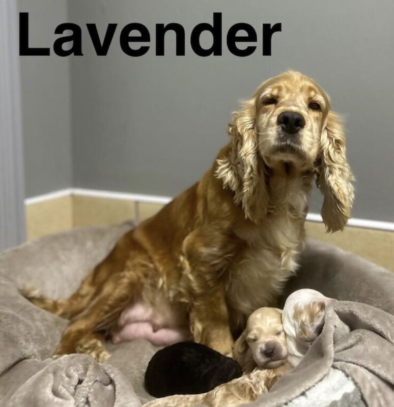 Beautiful black & tan cockapoo girl