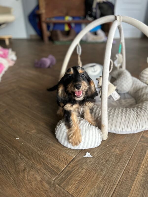 Beautiful black & tan cockapoo girl - Image 4 of 7